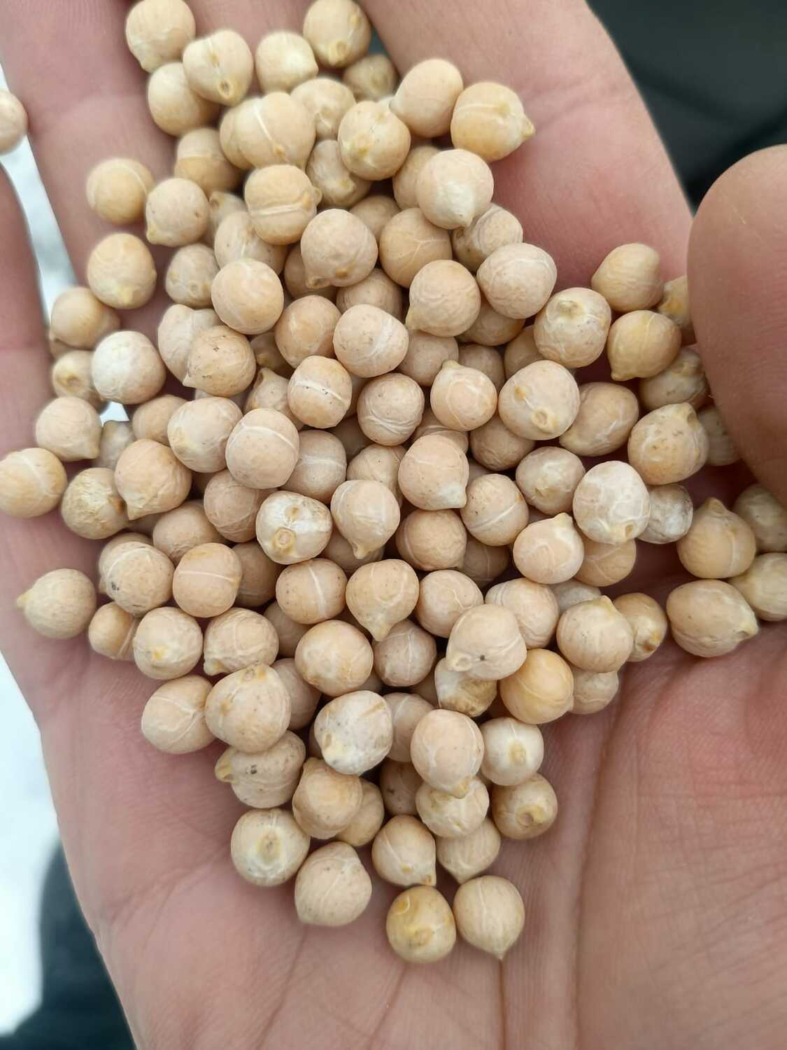 Chickpeas 7+ mm