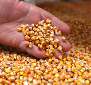 Yellow corn Afghanistan prices
