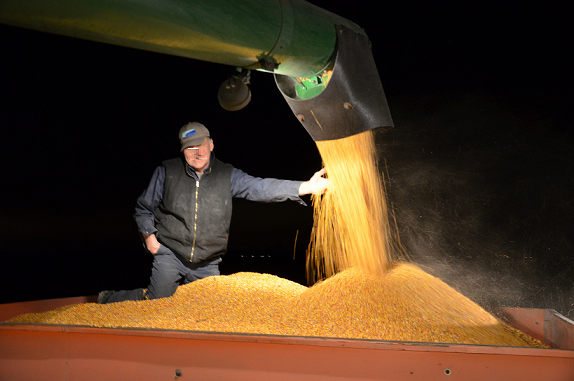 Кукуруза на Сары Агаш Казахстан