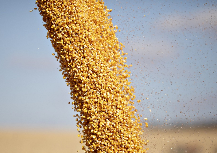 Yellow corn CIF Amirabad Iran