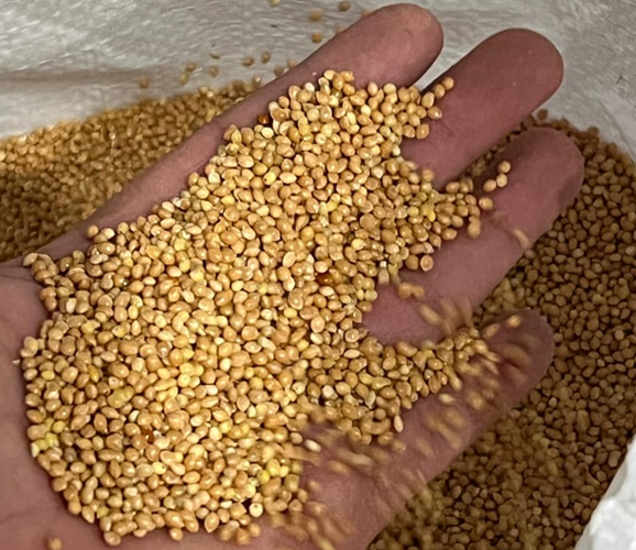 Millet CIF Mediterranean Sea