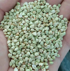 Buckwheat groats green export