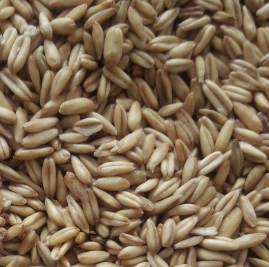 Oats uncrushed export