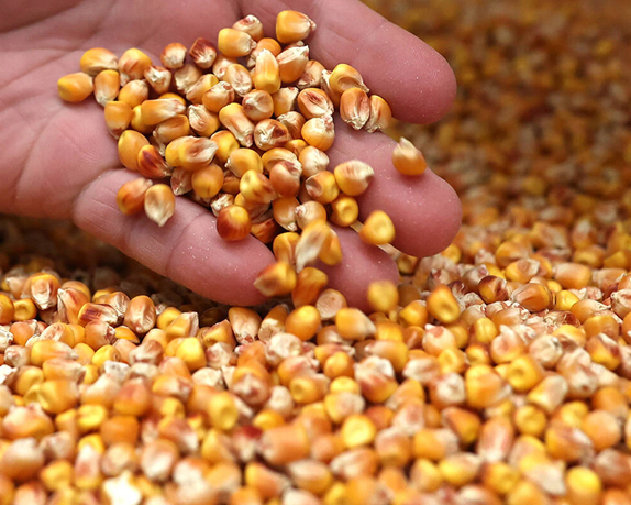 Кукуруза кормовая для скота