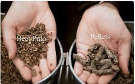 sugar beet pulp sugar beet pulp