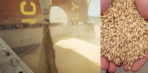 Feed Barley CIF Salalah Oman Feed Barley CIF Salalah Oman