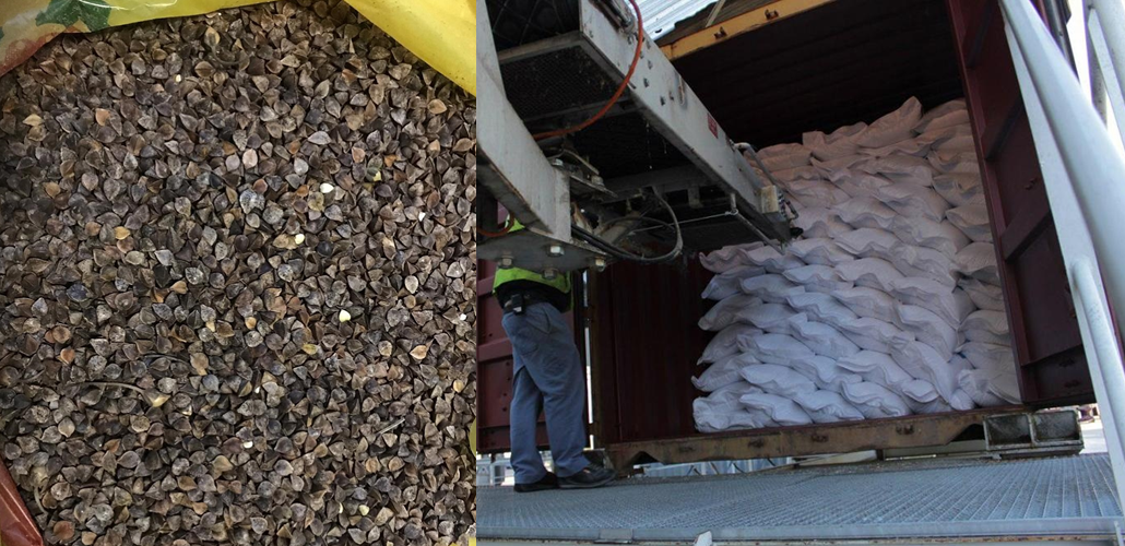 Buckwheat CIF Tianjin China Buckwheat CIF Tianjin China