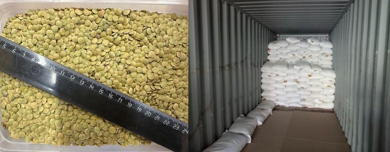 green lentil FOB Russia