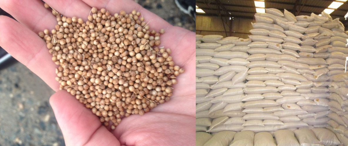 Coriander in bags CIF India
