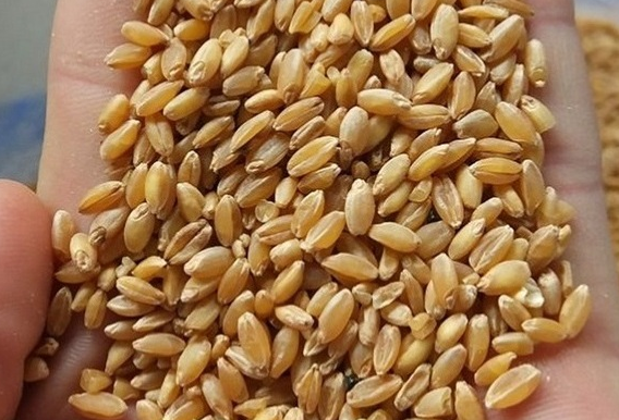 Calibrated wheat Afghanistan price