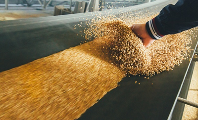 Milling wheat 