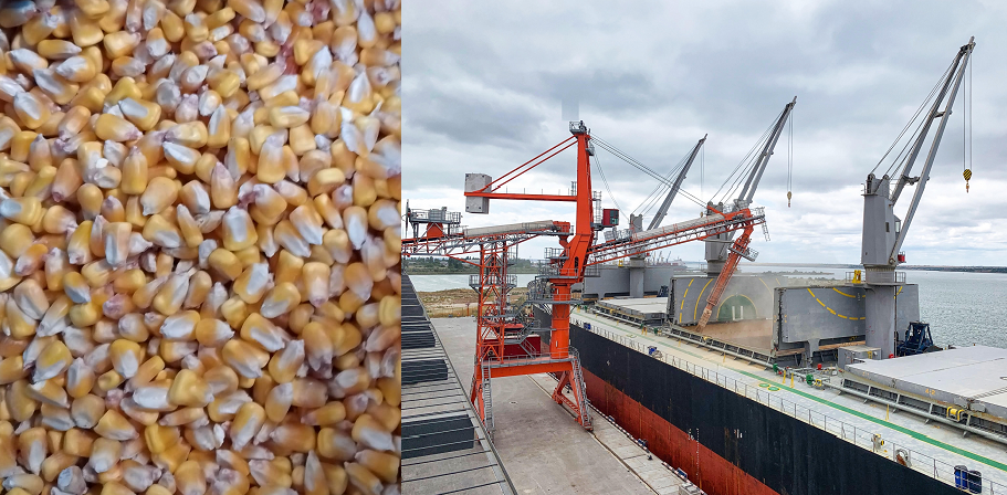 Yellow corn FOB Black sea Yellow corn FOB Black sea