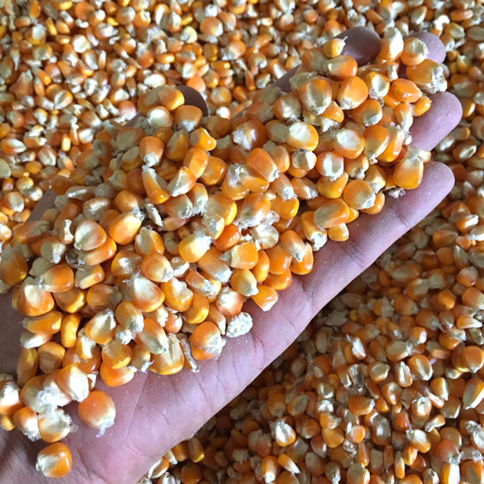 Кукуруза для птицефабрик: поставки Кукуруза для птицефабрик