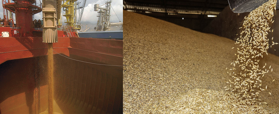 Feed barley CFR Aden Yemen
