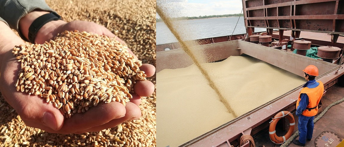 Feed wheat CIF port of Vietnam