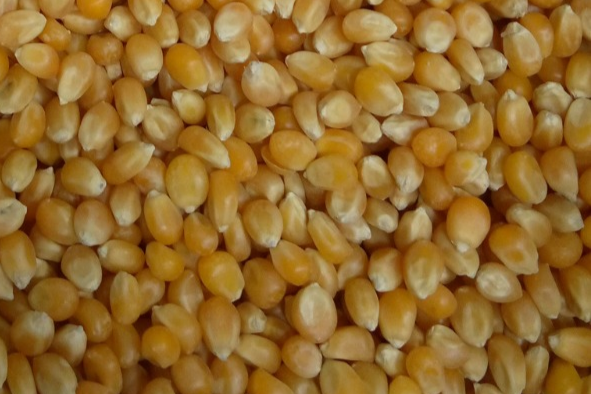 кукуруза продовольственная пищевая