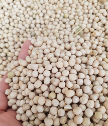 Yellow peas CIF Mumbai India
