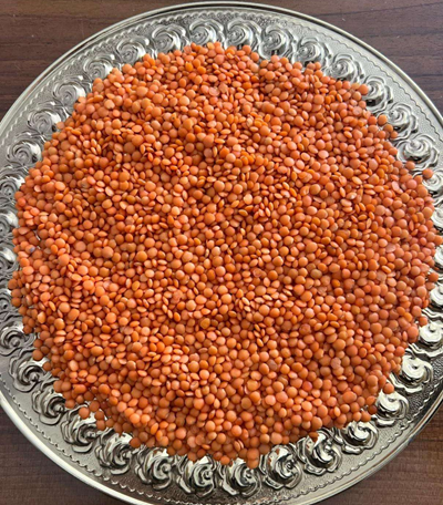 Red lentil Afghanistan price