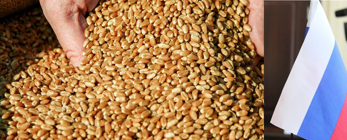 Wheat Mazar-i-Sharif Afghanistan Milling wheat Mazar-i-Sharif Afghanistan