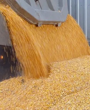 эрдэнэ шиш эрдэнэ шиш