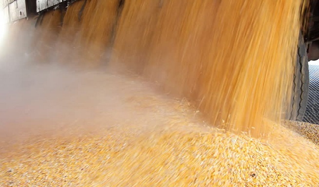 Yellow corn DAP Hairatan Afghanistan Yellow corn DAP Hairatan Afghanistan