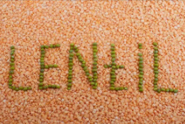 Lentil groats export