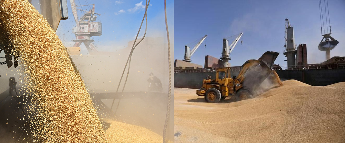 Milling wheat CFR Aden Mukalla Yemen