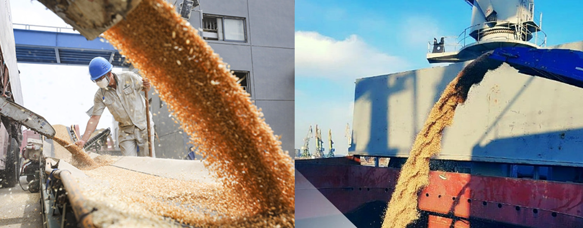 milling wheat CIF Angola