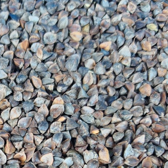 Buckwheat groats export