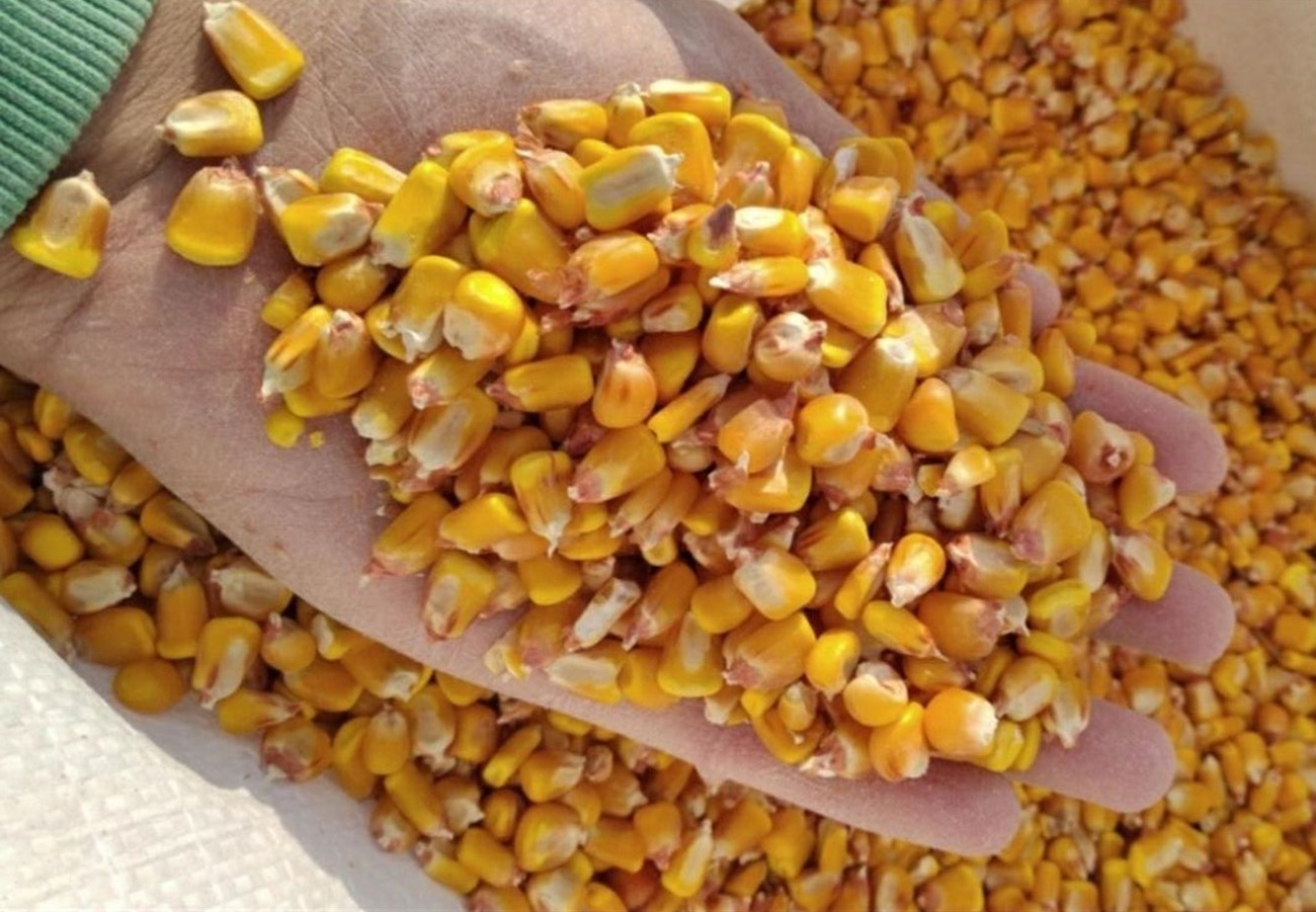 Кукуруза поставки ЖД станция Спитамен (перев.), код ЕСР 745900Кукуруза поставки ЖД станция Спитамен (перев.), код ЕСР 745900